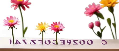 flowers png,wood daisy background,flower background,tulip background,floral digital background,floral background,flower arrangement lying,paper flower background,pink floral background,flower banners,floral mockup,pink daisies,flowers frame,floristic,flower decoration,flower design,flower wallpaper,spring background,flower wall en,flower frame,Conceptual Art,Graffiti Art,Graffiti Art 11