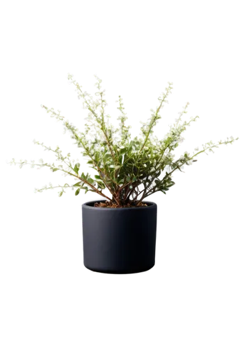 Small potted thyme plant, green leaves, tiny white flowers, delicate branches, ceramic pot, rough texture, earthy smell, warm lighting, shallow depth of field, 3/4 composition, soft focus, natural col