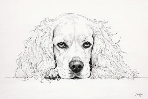 english setter,dog drawing,clumber spaniel,dog illustration,spaniel,dog line art,welsh springer spaniel,cocker spaniel,pet portrait,spinone italiano,french spaniel,cockapoo,russian spaniel,field spaniel,bearded collie,american cocker spaniel,retriever,basset fauve de bretagne,maremma sheepdog,picardy spaniel,Illustration,Paper based,Paper Based 19