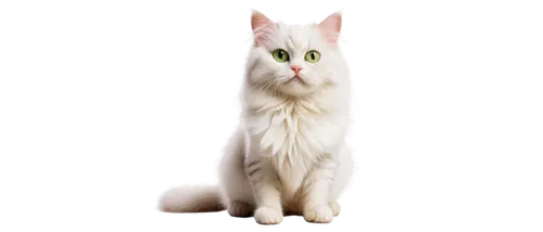 white cat,british longhair cat,riverclan,cat vector,suara,colotti,maincoon,snowbell,siberian cat,breed cat,cathala,korin,skyclan,frideswide,transparent background,portrait background,cat image,firecat,felidae,cathair,Photography,Documentary Photography,Documentary Photography 38