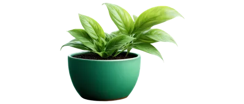 green plant,potted plant,dark green plant,hostplant,houseplant,fern plant,celery plant,money plant,resprout,small plant,container plant,green plants,pot plant,plantago,plant pot,plant,rank plant,lantern plant,potted palm,herbaceous plant,Illustration,Black and White,Black and White 18