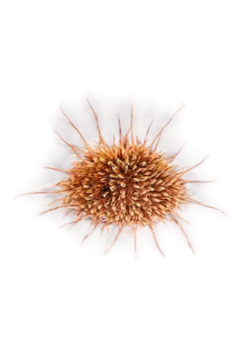 arctium,flavivirus,pappus,seed head,polyomavirus,sporangium,echinococcus,reovirus,coronavirus,echinacea,arnica,danniella,potyvirus,adenovirus,burdock,norovirus,cytomegalovirus,echinococcosis,echinacea purperea,aspergillus,Illustration,Vector,Vector 04