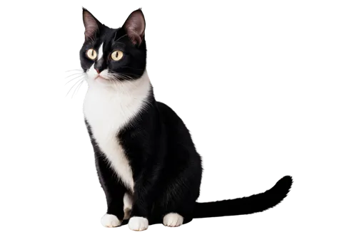 frideswide,cat vector,ravenpaw,cat portrait,portrait background,pet portrait,krita,calico cat,cat on a blue background,suara,cartoon cat,transparent background,chiaroscuro,cat image,luci,colotti,lumo,mellat,drawing cat,callisto,Illustration,Vector,Vector 03