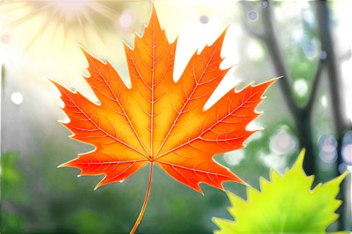 maple leaf,red maple leaf,leaf background,yellow maple leaf,maple leaf red,autumn background,maple leaves,spring leaf background,maple leave,maple foliage,autumn leaf,fall leaf,red leaf,leaf maple,autumn leaf paper,colored leaves,autumn icon,colorful leaves,maple tree,golden leaf,Illustration,Japanese style,Japanese Style 03