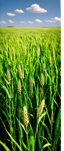 wheat crops,foxtail barley,field of cereals,green wheat,durum wheat,triticale,cimmyt,agropyron,wheat germ grass,wheat grasses,aegilops,barley cultivation,wheat ears,wheat field,wheat fields,barley field,sorghum,crops,arable,seed wheat,Art,Classical Oil Painting,Classical Oil Painting 09