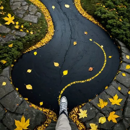 flower carpet,sidewalk,pavement,falling on leaves,yellow leaf,yellow leaves,Photography,Black and white photography,Black and White Photography 01