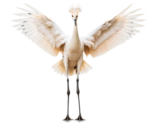 fujian white crane,grey neck king crane,crane-like bird,red-crowned crane,crane bird flying,egretta novaehollandiae,white-naped crane,spoonbill,whooping crane,white pelican,great white pelican,eastern crowned crane,demoiselle crane,crane,egret,great white egret,bird png,pelecanus onocrotalus,eastern white pelican,platycercus,Photography,Documentary Photography,Documentary Photography 33