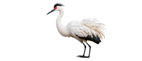 Crane bird, close-up, white feathers, long neck, black crown, red eyes, sharp beak, standing, one leg bent, morning dew, soft sunlight, shallow depth of field, warm color tone, cinematic lighting, gen