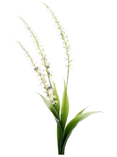 lily of the valley,grape-grass lily,lily of the field,sweet grass plant,grass lily,lily of the desert,grass blossom,lilly of the valley,flowers png,lilies of the valley,stylidium,blooming grass,white grape hyacinths,pineapple lily,piperia,liriope,white orchid,panicle,doves lily of the valley,feather bristle grass,Illustration,Realistic Fantasy,Realistic Fantasy 14