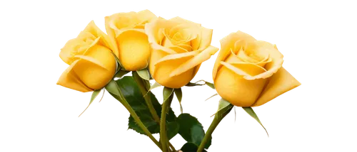 yellow rose background,gold yellow rose,yellow orange tulip,yellow tulips,tulip background,yellow rose,yellow roses,gold flower,yellow orange rose,flowers png,flower gold,yellow flower,gold bud flower,tulp,golden flowers,golden yellow,yellow petal,tulip flowers,flower wallpaper,yellow petals,Art,Artistic Painting,Artistic Painting 51