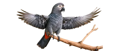 african gray parrot,microraptor,bird png,victoria crowned pigeon,enantiornithes,fantail pigeon,southern crowned pigeon,western crowned pigeon,archaeopteryx,crowned pigeon,blue crowned pigeon,troodontid,common crowned pigeon,chakavian,speckled pigeon,confuciusornis,malkoha,scheepmaker crowned pigeon,passenger pigeon,kagu,Conceptual Art,Graffiti Art,Graffiti Art 10
