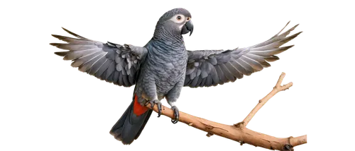 African Gray Parrot, exotic bird, green back, gray chest, yellow feathers on head, black beak, bright expressive eyes, perched on branch, spreading wings, soft feathers, natural texture, warm lighting