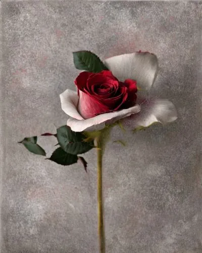 porcelain rose,rose png,landscape rose,rose white and red,bibernell rose,rosevelt