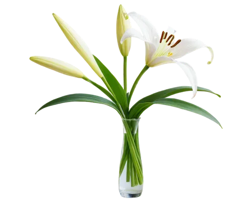 flowers png,easter lilies,white lily,lily of the valley,lilies of the valley,artificial flower,madonna lily,flower background,flower illustrative,flower vase,lilien,flower design,white flower,decorative flower,zephyranthes,flower wallpaper,jonquils,lily of the field,lily flower,white trumpet lily,Art,Artistic Painting,Artistic Painting 29