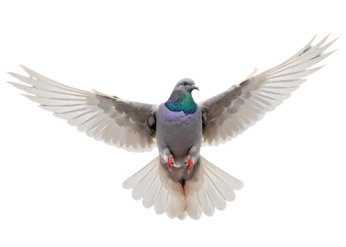 dove of peace,peace dove,bird png,carrier pigeon,doves of peace,pigeon flying,peacocke,rock dove,field pigeon,homing pigeon,bird pigeon,domestic pigeon,pigeon,pigeon flight,crown pigeon,quickbird,rock pigeon,woodpigeon,speckled pigeon,lilac-breasted roller,Conceptual Art,Fantasy,Fantasy 24