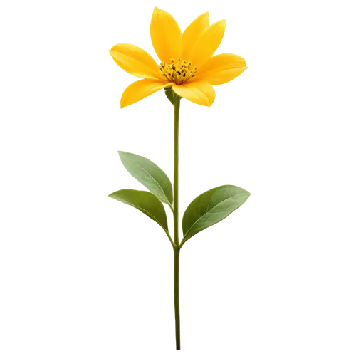 small sun flower,sand coreopsis,rudbeckia,lotus png,rudbeckia nidita,helianthus,helianthus occidentalis,minimalist flowers,flowers png,arnica,calenduleae,asteraceae,helianthus annuus,calendula,helianthus tuberosus,single flower,yellow canada lily,guernsey lily,yellow flower,rudbeckia fulgida,Photography,Black and white photography,Black and White Photography 14