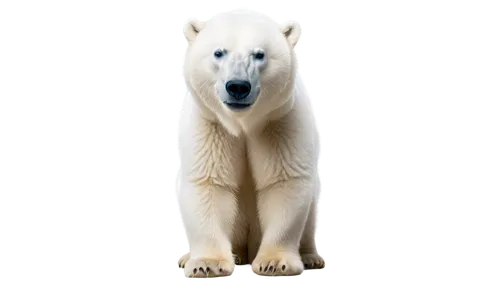 Polar bear, adult, white fur, fluffy texture, cute expression, standing pose, front view, blue eyes, nose slightly upturned, mouth slightly open, warm lighting, soft focus, shallow depth of field, fur