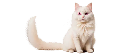 white cat,colotti,cat vector,mellat,suara,whiskas,transparent background,miqati,pink cat,omc,riverclan,mau,catoe,cuecat,miqdad,anf,light fur,vencat,firecat,jiwan,Illustration,Black and White,Black and White 02