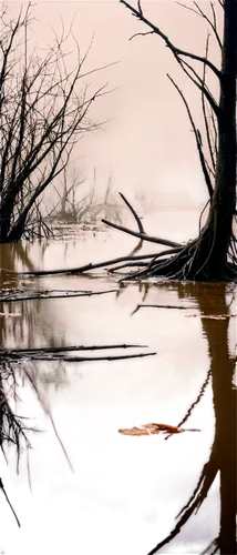 Wounded slough, dark muddy water, tangled aquatic plants, broken tree branches, misty atmosphere, eerie lighting, shallow depth of field, warm color tone, cinematic composition, 3/4 view, close-up of 