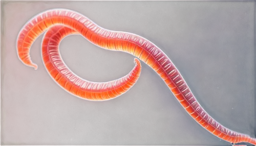 Microscopic pinworms, transparent tape background, tiny worm bodies, thin tails, round heads, delicate legs, detailed texture, shallow depth of field, soft focus, warm lighting, 3/4 composition, micro