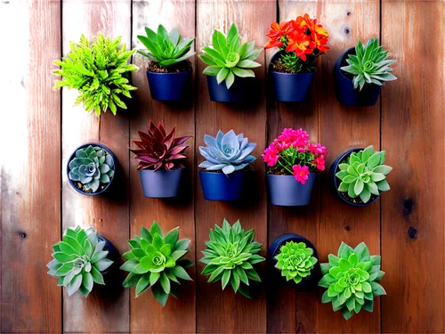 beautiful succulents,succulents,succulent plant,plants in pots,potted plants,house plants,exotic plants,flowering succulents,balcony plants,ice plant family,plant pots,ornamental plants,outdoor plants,bromelia,plants,flowerpots,flower pots,wooden flower pot,potted flowers,little plants,Illustration,American Style,American Style 02