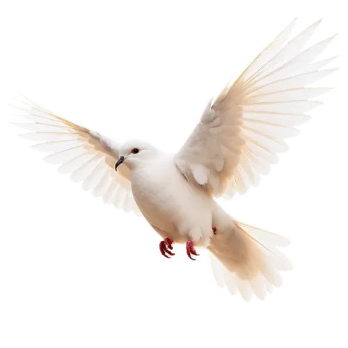 dove of peace,peace dove,doves of peace,white dove,bird png,arctic tern,fairy tern,turtledove,dove,white pigeon,large white-headed gull,beautiful dove,white pigeons,doves,flying tern,tern,domestic pigeon,plumed-pigeon,little corella,black-headed gull,Conceptual Art,Graffiti Art,Graffiti Art 05