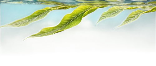 aquatic plant,aquatic plants,spring leaf background,tropical leaf,sea beet,tropical leaf pattern,seaweed,sea lettuce,water plants,palm fronds,seaweeds,sea arrowgrass,kelp,leaf background,palm leaf,palm leaves,coconut leaf,beach grass,tropical floral background,photosynthesis,Conceptual Art,Daily,Daily 34