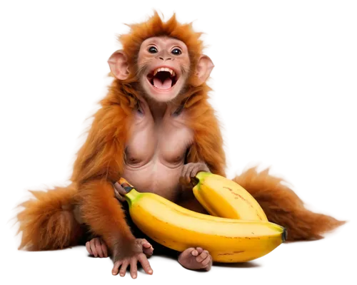 monkey banana,orang utan,ape,barbary ape,banana,primate,barbary monkey,monkeys band,nanas,bananas,monkey,orangutan,banana cue,primates,the monkey,banana peel,cheeky monkey,baboon,uakari,funny animals,Art,Classical Oil Painting,Classical Oil Painting 34