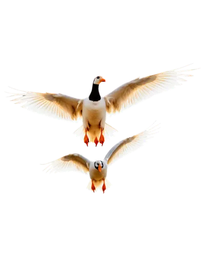 shelducks,gooses,a pair of geese,geese flying,crested terns,shelduck,terns,royal tern,flying geese,tern flying,tern bird,australian shelduck,puffinus,geese,tern,bird flight,greylag geese,caracaras,mandarin ducks,cygnes,Illustration,Abstract Fantasy,Abstract Fantasy 10