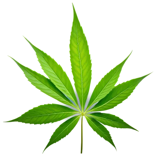 custody leaf,mape leaf,green leaf,cannabidiol,cannabinol,fan leaf,weed,four-leaf,mugwort,jungle leaf,mint leaf,tropical leaf,leaf background,neem,broadleaf,marijuiana,maple leaf,foliage leaf,bo leaf,medicinal plant,Conceptual Art,Fantasy,Fantasy 07