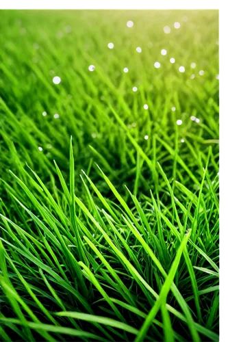 artificial grass,dew on grass,grass,block of grass,green wallpaper,green grass,grass blades,grasslike,green lawn,turfgrass,ryegrass,grass grasses,lawn,blade of grass,wheat germ grass,quail grass,bentgrass,poa,gras,blades of grass,Art,Artistic Painting,Artistic Painting 27