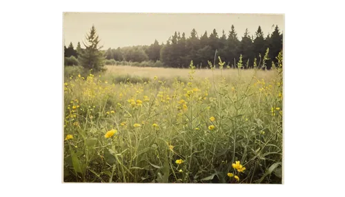 meadow in pastel,wild meadow,mountain meadow,summer meadow,alpine meadows,mountain meadow hay,alpine meadow,small meadow,meadow and forest,yellow grass,meadow,meadow plant,meadow flowers,grasslands,salt meadow landscape,meadows-horn clover,late goldenrod,meadow rues,wildflowers,meadow landscape,Photography,Documentary Photography,Documentary Photography 03