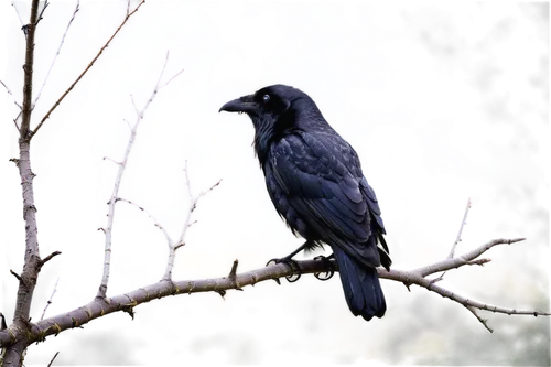 carrion crow,common raven,american crow,jackdaw,corvidae,new caledonian crow,mountain jackdaw,king of the ravens,black vulture,black raven,fish crow,corvus,black crow,crows bird,raven bird,ravens,crow,corvid,corvus corone,crow-like bird,Art,Artistic Painting,Artistic Painting 23