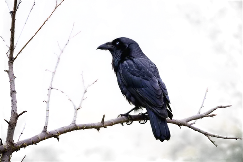 Mysterious raven, solo, dark feathers, sharp beak, piercing eyes, black legs, claws gripping, perched on branch, misty atmosphere, soft focus, cinematic lighting, 3/4 composition, shallow depth of fie