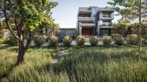 landscape designers sydney,landscape design sydney,garden design sydney,dunes house,eco hotel,residential house,bamboo plants,ornamental grass,silver grass,grass roof,eco-construction,modern house,cas