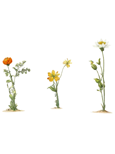 flowers png,minimalist flowers,flower background,calendula,flower illustrative,hieracium,flower art,trollius download,floral digital background,three flowers,floral mockup,calenduleae,flower wallpaper,cartoon flowers,cut flowers,marigolds,sunflower lace background,ikebana,sunflowers in vase,flowerdew,Illustration,Realistic Fantasy,Realistic Fantasy 31