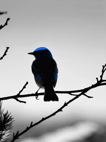 steller s jay,bluebird perched,blue wren,bird on branch,blue bird,indigo bunting,twitter bird,bird on tree,mountain bluebird,bluejay,western bluebird,bird on the tree,fairywren,bluebird,lazuli bunting,scrub jay,bird in tree,blue jay,night bird,eastern bluebird,Illustration,Black and White,Black and White 33