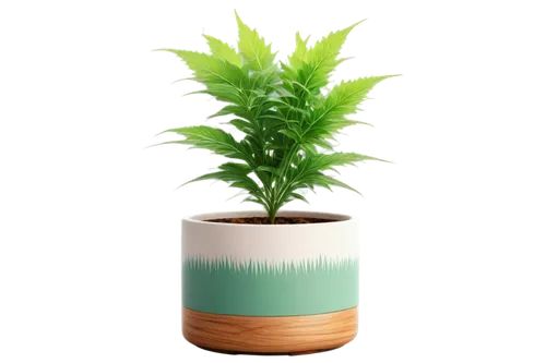 pot plant,plant pot,potted plant,houseplant,container plant,resprout,green plant,potted tree,hostplant,wooden flower pot,fern plant,earth pot,money plant,garden pot,potted palm,flower pot,flowerpot,huana,magical pot,norfolk island pine,Illustration,Paper based,Paper Based 19