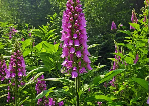 Craft a suspenseful tale where a foxglove poison becomes the key to a murder mystery.,digitalis purpurea,foxgloves,digitalis,lupines,rocket flowers,foxglove,common foxglove,purple loosestrife,lupinus 