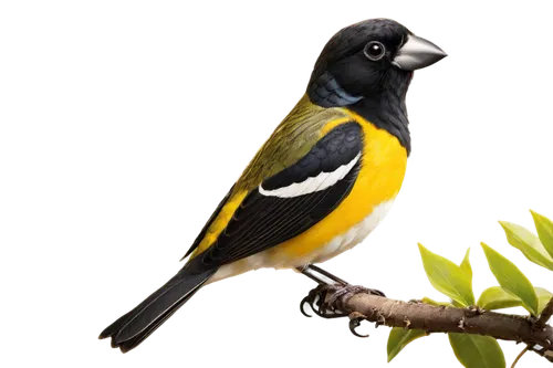 Grosbeak bird, vibrant plumage, bright yellow belly, black back, white patches on wings, distinctive beak shape, perched on branch, looking straight ahead, morning sunlight filtering through leaves, s