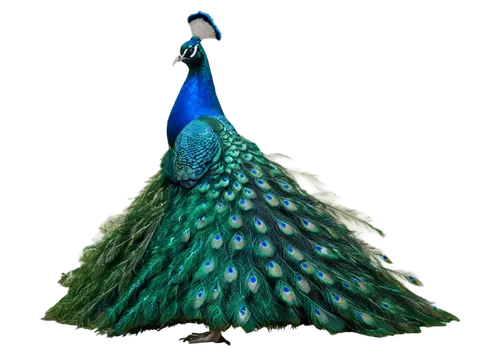 fairy peacock,peacock,male peacock,peafowl,indian peafowl,blue peacock,pavo,peafowls,peacock feathers,ballgown,celestina,ball gown,evening dress,heacock,pfau,plumage,peacocks carnation,guineafowl,miss circassian,leacock,Illustration,Japanese style,Japanese Style 21