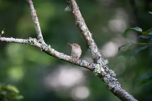 tailorbird,prinia,puffbird,house wren,female rufous hummingbird,old world flycatcher