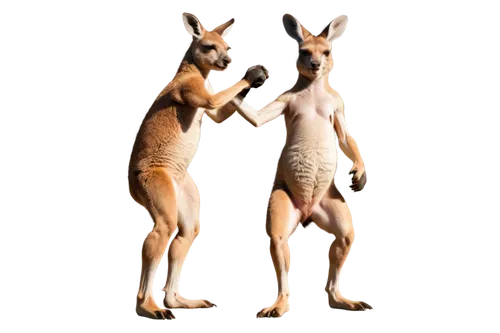 fauns,macropus,macropods,kangas,herfkens,pair of ungulates,kangaroos,satyrs,derivable,latrans,quadrupeds,kangaroo,macropus rufogriseus,artiodactyls,centaurs,pronghorns,macropus giganteus,dik,pronghorn,actaeon,Conceptual Art,Oil color,Oil Color 21