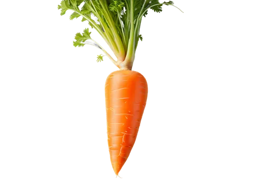 Orange carrot, vibrant green leafy top, slightly worn skin, rounded tip, fresh, crunchy, still life, slight sheen, soft indirect light, 3/4 composition, shallow depth of field, warm color tone, cinema