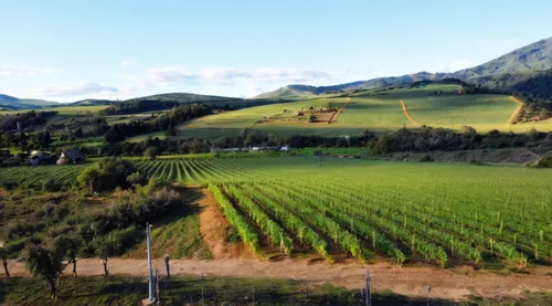 southern wine route,vineyards,wine region,grape plantation,mosel loop,wine-growing area,mosel,vineyard,wine growing,wine country,castle vineyard,south tyrol,douro valley,fruit fields,to staufen,dji agriculture,gruyere you savoie,campagna,sete cidades,grain field panorama