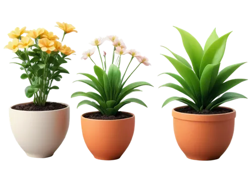 potted plants,potted flowers,ornamental plants,flowers png,plants in pots,plant pots,potted palm,flower pots,flower vases,flowerpots,outdoor plants,exotic plants,funeral urns,house plants,container plant,perennial plants,peace lilies,day lily plants,terracotta flower pot,plant pot,Illustration,Japanese style,Japanese Style 10