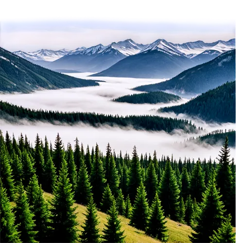 coniferous forest,cascade mountains,spruce forest,mountain landscape,foggy mountain,salt meadow landscape,foggy landscape,carpathians,landscape background,alpine landscape,revelstoke,mountainous landscape,hoverla,mountain scene,tongass,monashee,forestland,larch forests,fir forest,nature background,Illustration,American Style,American Style 04