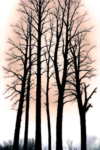 halloween bare trees,bare trees,beech trees,row of trees,ash-maple trees,walnut trees,trees with stitching,deciduous trees,the trees,snow trees,trees,chestnut trees,birch trees,grove of trees,larch trees,of trees,copse,tree grove,spruce trees,deciduous forest,Unique,Paper Cuts,Paper Cuts 01