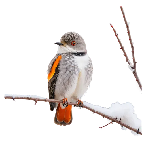 minivet,daurian redstart,redstart,common redstart,passerine bird,passerine,orange-bellied flowerpecker,beautiful bird,european robin,chestnut-backed chickadee,puffbird,royal tern,male finch,zebra finch,redstarts,flowerpecker,australian zebra finch,arctic birds,american robin,shrike,Illustration,Japanese style,Japanese Style 18