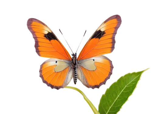 orange butterfly,euphydryas,butterfly vector,viceroy (butterfly),polygonia,butterfly background,butterfly clip art,coenonympha tullia,vanessa (butterfly),lycaena,lycaena phlaeas,hesperia (butterfly),coenonympha,butterfly isolated,dryas julia,melitaea,scotch argus,vanessa atalanta,butterfly moth,lepidoptera,Illustration,American Style,American Style 02